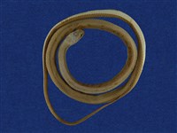 藏品(黑頭蛇)的圖片